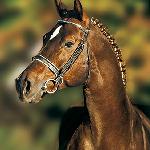 Werbespot<br /><i>https://www.muller-equine.cz/reprodukce-koni-1/historie-stanice/rok-2010/werbespot.html</i>