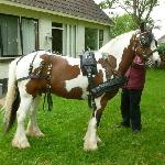 Melodies Calypso<br />&copy; Melody Stables Irish Cobs
