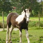 Melodies Lady<br />&copy; Melody Stables Irish Cobs