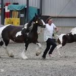 Dewi 0603298<br />&copy; Melody Stables Irish Cobs<br /><i>Dewi z klaczką Melodies Rainbow</i>