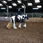 Dewi 0603298<br />&copy; Melody Stables Irish Cobs