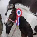 Melodies Rainbow<br />&copy; Melody Stables Irish Cobs