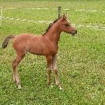 Pustynna Moneta