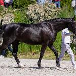 Mili-BG (CO)