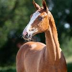Roselle Diamond ML<br />&copy; Oliwia Chmielewska / Baborówko Foal Auction 2023