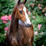 Concas Diamond ML<br />&copy; Oliwia Chmielewska / Baborówko Foal Auction 2023