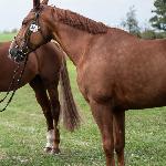 Sazu 3<br />&copy; Fragment zdjęcia z: fb Equinephotobase