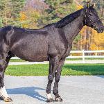Nice'n Cool d'Ive Z<br /><i>https://nicponhorses.eu/nicen-cool-dive-z/</i>