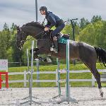 Nice'n Cool d'Ive Z<br /><i>https://nicponhorses.eu/nicen-cool-dive-z/</i>