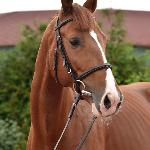 K'Ermitage Premices Z<br /><i>https://pbhorses.pl/konie/</i>