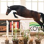 Beauty Star R - V SCPMK Racot 2025<br />&copy; Paula Bartkowiak