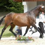 Herzogin V