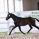 Cipresso - Dni Polskich Koni Sportowych - Pomorski Czempionat Użytkowy, Barłomino, 04.10.2025<br />&copy; Jakub Gzella