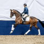 Vivianno<br />&copy; Oliwia Chmielewska<br /><i>https://eurobreeding.com/aes-stallion-grading-2024-galeria-uznanych-ogierow/</i>