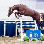 Raas R<br />&copy; Oliwia Chmielewska<br /><i>https://eurobreeding.com/aes-stallion-grading-2024-galeria-uznanych-ogierow/</i>
