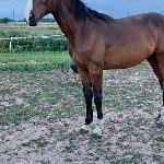 Stakatto