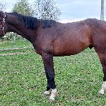 Stakatto
