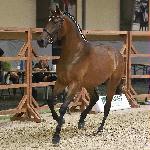 Furia AA