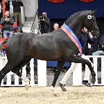 Bon Esprit - 2023 Oldenburg Stallion Licensing, Vechta, 14.01.2023
