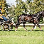 Belmondo (RO)<br />&copy; Patrycja Szymańska