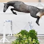 Rihanna van de Grenshoeve<br /><i>https://www.warsawsporthorses.pl/rihanna</i>