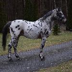 Ares<br /><i>https://www.ehorses.pl/kon-wielkopolski-walach-3lat-148-cm-tarantowata-konie-rekreacyjne-konie-barokowe-konie-skokowe-konie-ujezdzeniowe-chelmno/4010048.html</i>
