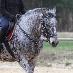 Laki<br /><i>https://www.ehorses.pl/kon-wielkopolski-walach-7lat-162-cm-tarantowata-konie-barokowe-trailhorses-konie-rekreacyjne-konie-zaprzegowe-santok/3932269.html</i>