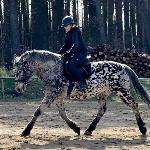 Laki<br /><i>https://www.ehorses.pl/kon-wielkopolski-walach-7lat-162-cm-tarantowata-konie-barokowe-trailhorses-konie-rekreacyjne-konie-zaprzegowe-santok/3932269.html</i>