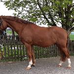 Krater<br /><i>https://www.ehorses.pl/kon-wielkopolski-walach-5lat-163-cm-kasztanowata-konie-rekreacyjne-konie-skokowe-konie-zaprzegowe-konie-ujezdzeniowe-langenselbold/4011019.html</i>