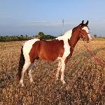 Focus<br /><i>https://www.ehorses.pl/polski-kon-szlachetny-polkrwi-walach-7lat-165-cm-srokata-konie-rekreacyjne-konie-skokowe-iwno/4015327.html</i>