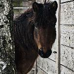 Auryn-H (Gurgul) - Auryn w wieku 20 miesięcy<br />&copy; Iga Hołowieniec