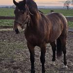 Mustang-TK (RU)