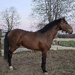 Mustang-TK (RU)