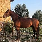 Mustang-TK (RU)