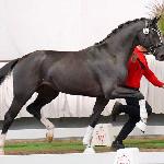 Zalasar