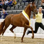 Von und Zu - Hanoverian Stallion Licensing, Verden 2019<br />&copy; Petra Kerschbaum