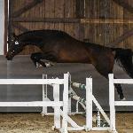Uppsala HG - Dni Polskich Koni Sportowych - Śląsko-opolski Czempionat Użytkowy i Premiowanie Źrebiąt, SK Udórz, 06.09.2025<br />&copy; Karolina Misztal
