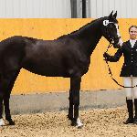 Centurina<br /><i>https://prohipo.pl/pl/Horses/Detail/1110?categoryId=1</i>