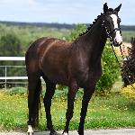 Centurina<br /><i>https://prohipo.pl/pl/Horses/Detail/1110?categoryId=1</i>