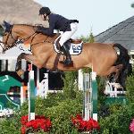Ilex