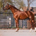 Valego<br /><i>https://fohlenhof-hassloch.de/index.php/hengste/valego</i>