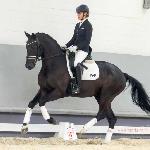 Liborio STMT<br /><i>https://onlineauction.westfalenpferde.de/en/auctions/details/62nd-westphalian-elite-online-auction-part-i-dressage-52/lots/liborio-stmt-1347</i>
