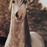 Cassels Bruczest