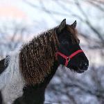Wenuss (Goral) - Styczeń 2024<br />&copy; Fotografia koni Beata Gan