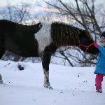 Wenuss (Goral) - Styczeń 2024<br />&copy; Fotografia koni Beata Gan