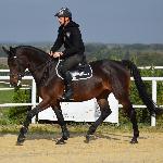 Dandric<br /><i>https://prohipo.pl/pl/Horses/Detail/1056?categoryId=2</i>