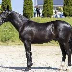Ron - Syriusz (CO)