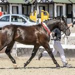 Ron - Syriusz (CO)