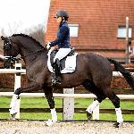 Glamourdoc<br /><i>https://www.conterndressage.com/storage/app/uploads/public/734/c81/3ea/thumb__0_600_0_0_portrait.jpg</i>