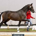 Vision / Vincente
